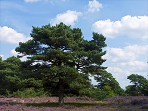 Pine in the Lueneburg Heath near Schneverdingen