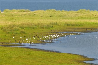 Salt marsh and seagull colony in Schillig