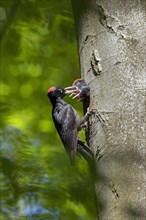 Black woodpecker