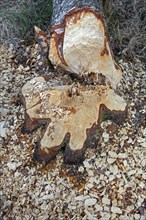 Wood chips and teeth marks on tree felled by Eurasian beaver