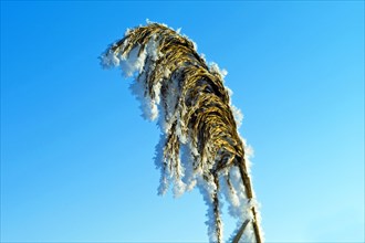 Iced reed
