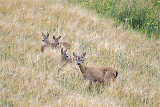 European roe deer