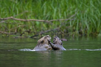 Two Eurasian beavers