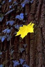 Maple leaf on a tree in autumn