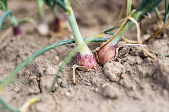 Onions growing in a field in Uetze