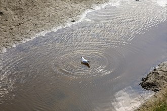 Black-headed gull takes a bath in a tidal flat