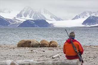 Guide armed with rifle watching walruses