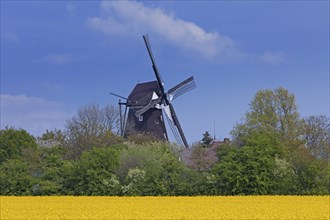 18th century wooden windmill Jachen Fluenk at Lemkenhafen on the island Fehmarn at Ostholstein in spring