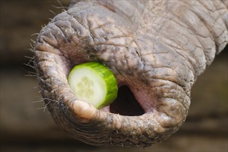 Piece of cucumber lies in the trunk of an elephant
