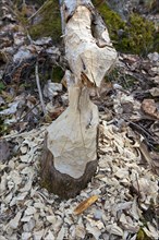 Wood chips and teeth marks on tree felled by Eurasian beaver