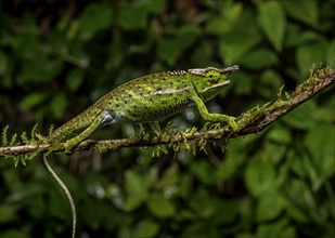 A male chameleon