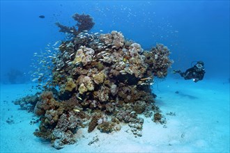 Diver looking at large patch reef on sandy bottom with various stony corals