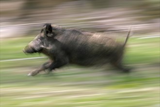 Motion blurred fast running solitary wild boar