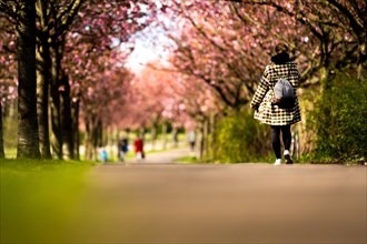 A walker walks through an avenue of cherry trees in Berlin
