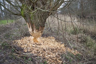 Thick tree trunk of pollard willow showing teeth marks and wood chips from gnawing by Eurasian beaver