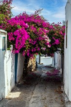 Lachania village