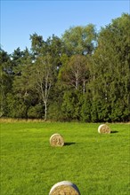 Haymaking in Werderland