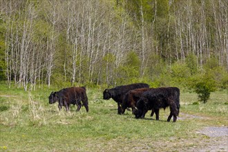 Cattle of the Galloway breed on pasture