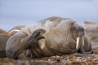 Sleepy male walrus