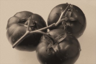 Three Tomatoes on a White Ground with Water Drops