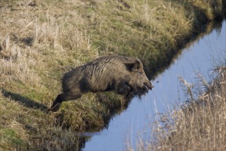 Fleeing wild boar
