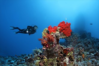 Diver hovering over coral reef looking at coral stick with various corals and sponge