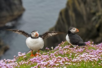 Two Atlantic puffins