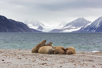 Group of walruses