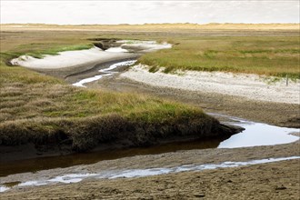 Salt marshes between the sandbanks and dunes