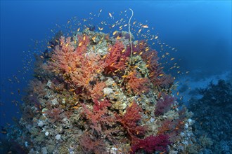 Coral block on coral reef