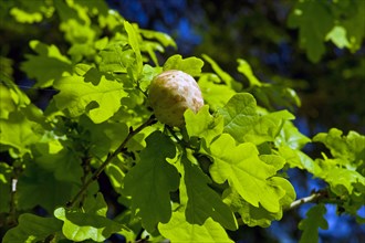 Gall apple on a branch of an oak