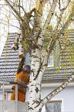 Repair of storm damage to a birch tree by a gardener