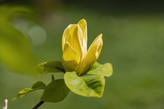 Yellow flowering magnolia