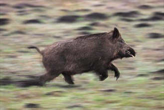 Motion blurred solitary wild boar