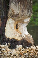 Thick tree trunk showing teeth marks and wood chips from gnawing by Eurasian beaver