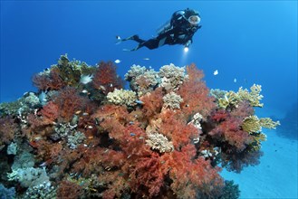 Diver hovering over coral reef looking at dense growth of klunzingers soft corals