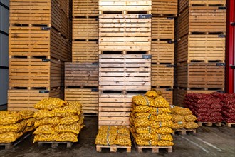 Packed potatoes of different varieties lie in a warehouse in Uetze
