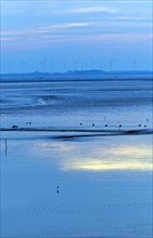 Evening light in the mudflats on the Dollart