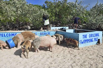 Feeding the swimming pigs at Big Major Cay