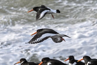 Two common pied oystercatchers