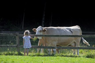 Little girl feeding grass to big bull