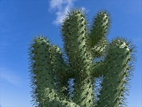 Artificial cactus at the entrance to the Jardin de Cactus