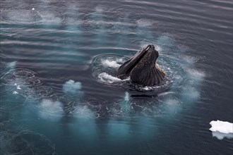 Humpback whales
