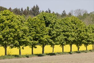 Avenue trees in front of a rape field