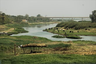 Animals grazing on the bank of a branch of the Niger River