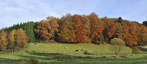 Farmland with cows in field and forest in autumn colours in the Ardennes