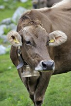 Portrait of brown Alpine cow