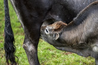 Tudanca cow suckling calf
