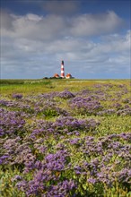 Sea-lavender in flower and lighthouse Westerheversand at Westerhever