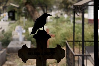Silhouette of a crow perched on a cross at the Indian Christian Cemetery